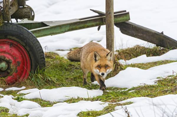 雪,狐狸,车轮,草,©Tambako捷豹,狐狸