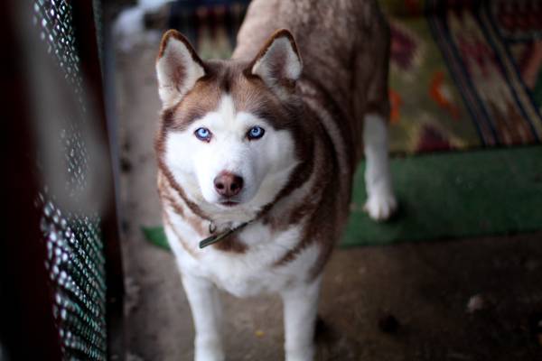 狗,沙哑,蓝色的眼睛