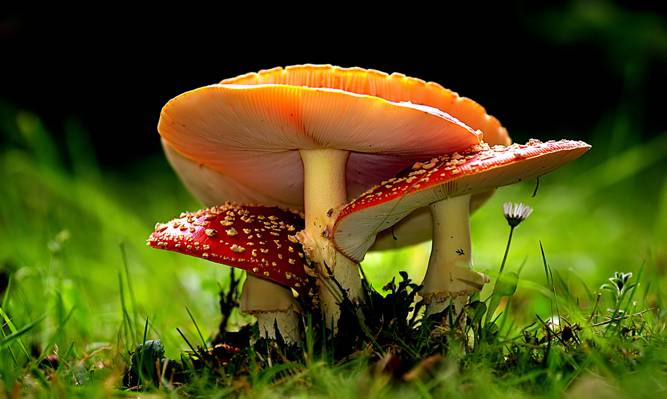 两个红色和一个橙色蘑菇,鹅膏菌高清壁纸的选择性焦点摄影