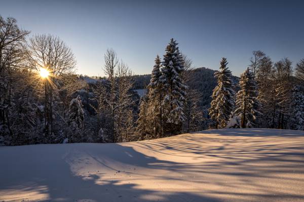 早晨,瑞士,雪,大自然,冬天,森林,太阳,圣加仑,Hulftegg,菲利普Häfeli摄影