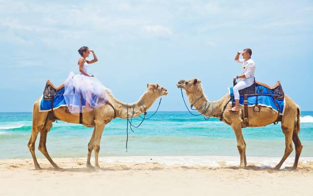 海,骆驼,沙滩,恋爱中的情侣