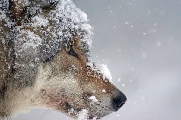 棕色的狼,雪,特写摄影,高清壁纸