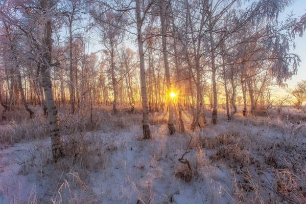 霜,太阳,树木,霜,雪