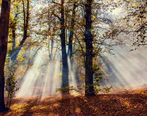 叶子,光线,光,性质,树木,秋季,森林