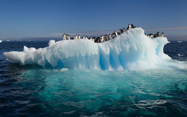 海洋,企鹅,水,南极,浮冰