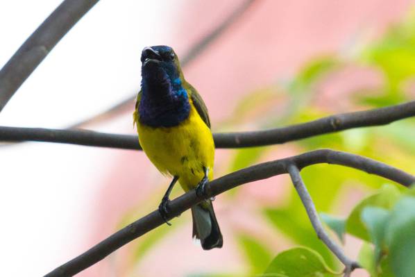 黄色,黑色和蓝色的鸟在树枝上,橄榄支持太阳鸟高清壁纸