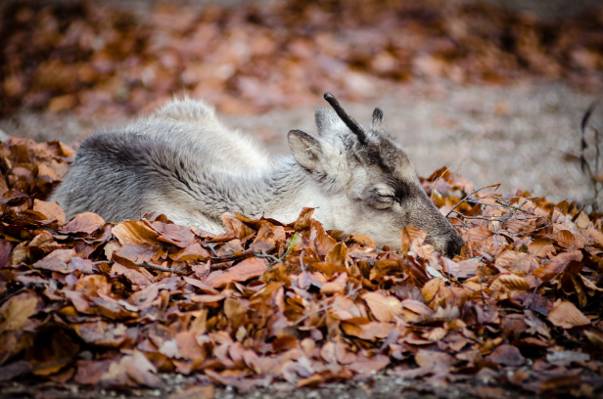 狡猾的动物俯卧在树叶上,驯鹿高清壁纸