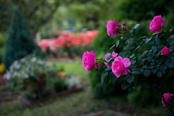 模糊,公园,玫瑰,布什,粉红色,亮度