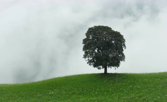 在多云的白天高清壁纸绿色涂层的小山上的单棵树的照片