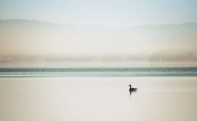 雾,湖,鸭