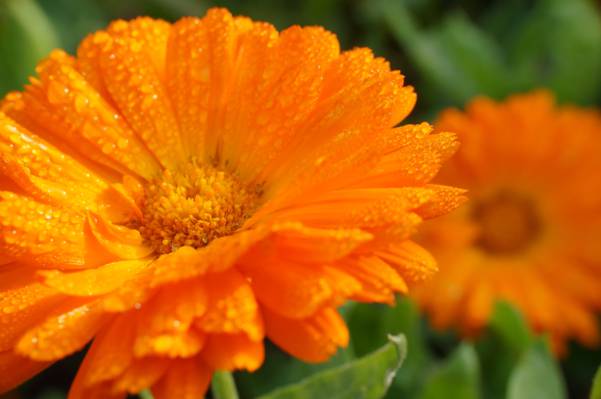 橙色的花,金盏菊高清壁纸浅焦点摄影