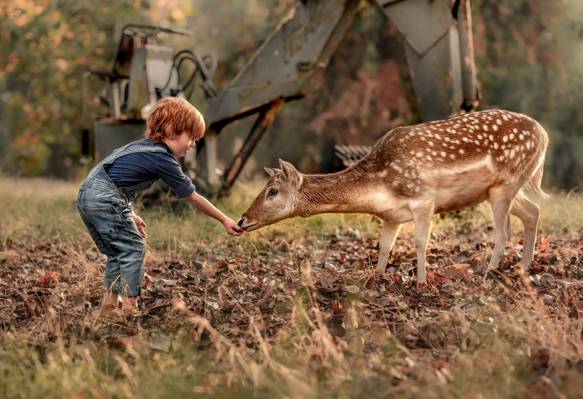 自然,男孩,鹿