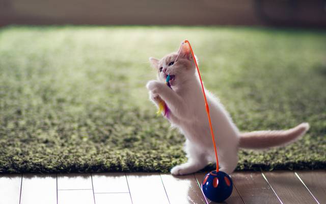 乐趣,玩具,小猫