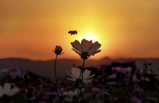 蜜蜂飞行在日落期间的白色花朵高清壁纸