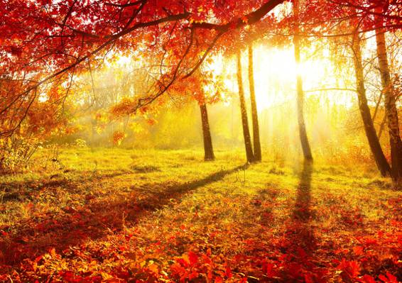 早上,性质,树木,叶子,美丽,桦木,黄色背景,秋季