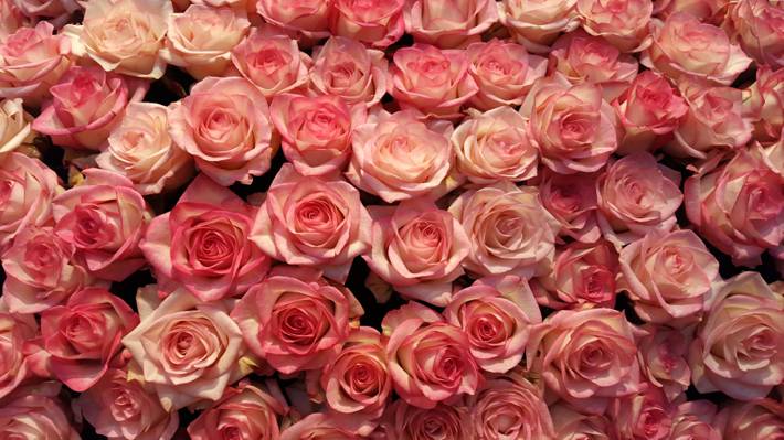 玫瑰,花蕾,玫瑰,粉红色,花瓣,很多,鲜花
