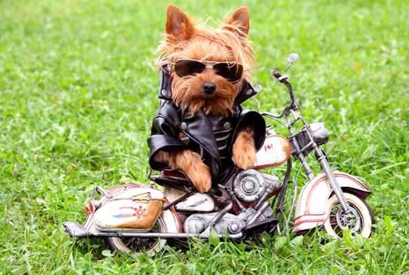 狗,夹克,眼镜,约克夏,摩托车,草