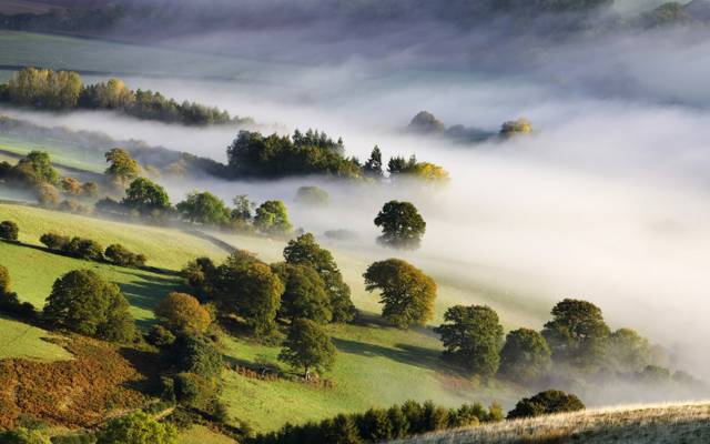 早晨,自然,雾,谷,树木,性质