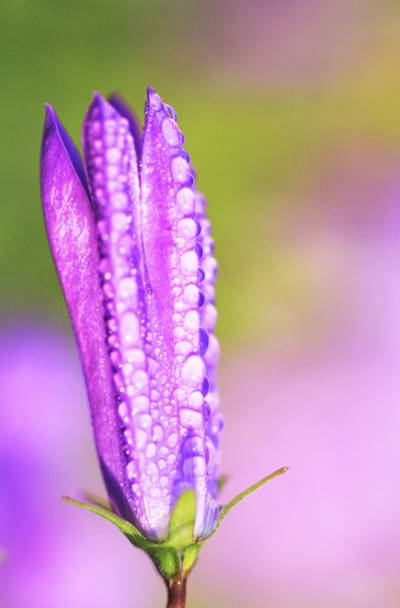 紫色的花芽露珠选择性焦点摄影高清壁纸