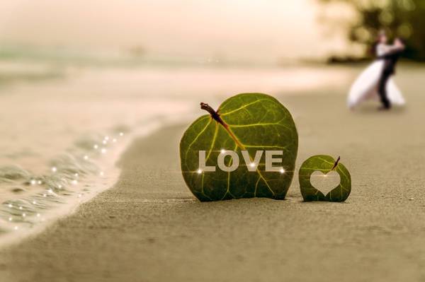 爱绿色的叶子上海滩高清壁纸