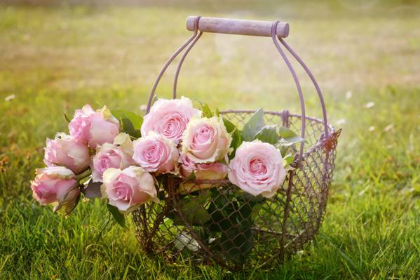 粉红色和白色的花朵,在一天时间高清壁纸黑色钢铁篮子照片