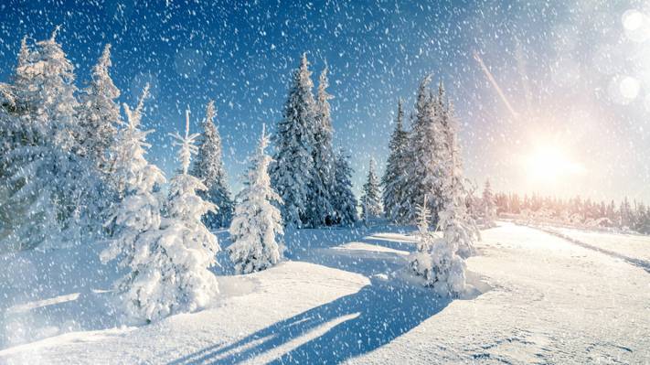 壁纸树,雪,冬天,性质,雪花,云杉