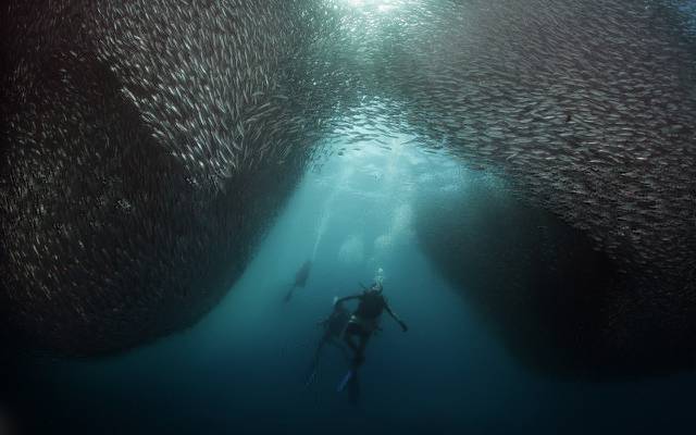 壁纸海洋,鱼,人,海底世界,潜水员