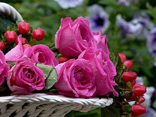 在白天高清壁纸的柳条篮子上粉红色的玫瑰花朵