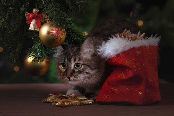 球,猫,玩具,树,装饰,袋,新年,球,圣诞节,猫
