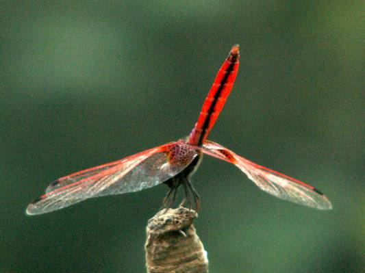红色的蜻蜓高清壁纸浅焦点摄影