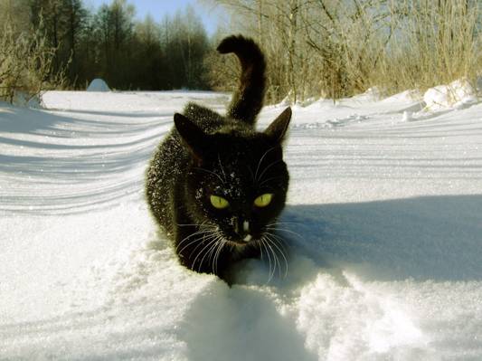 CAT,黑色,森林,冬天,雪