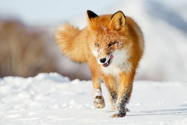雪,狐狸,冬天,红色,狐狸,语言