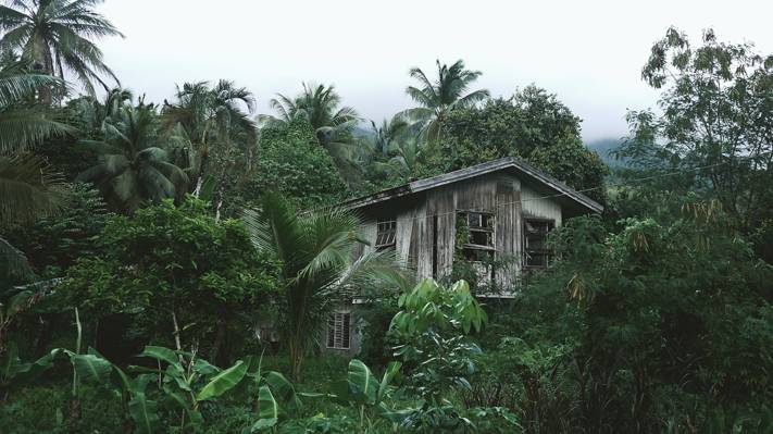 棕榈树,小屋,树木,废墟,房子,丛林,热带地区,森林