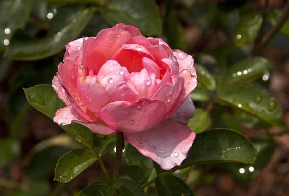 粉红色的选择性焦点照片玫瑰花朵在水下降高清壁纸