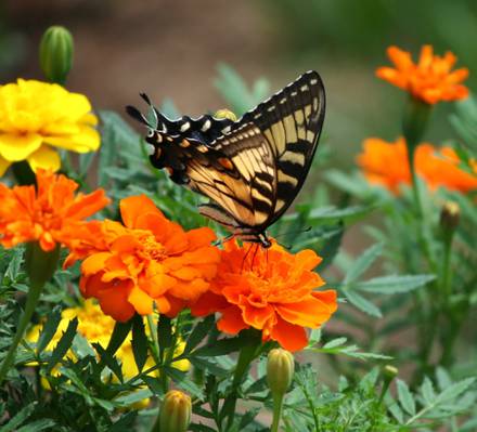 老虎燕尾蝴蝶在白色的高清壁纸橙色花
