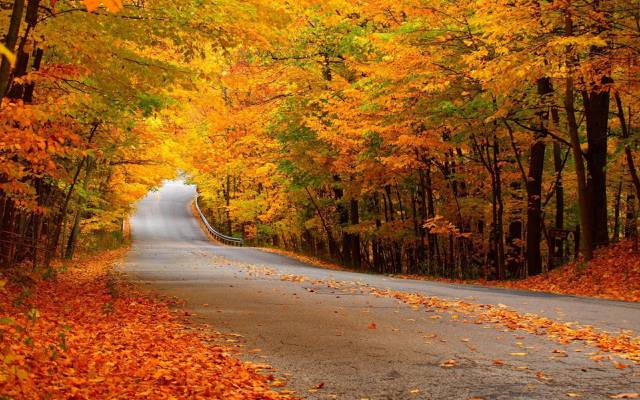 壁纸路,黄色的树叶,秋天,森林