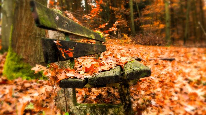 板凳,秋天,叶子