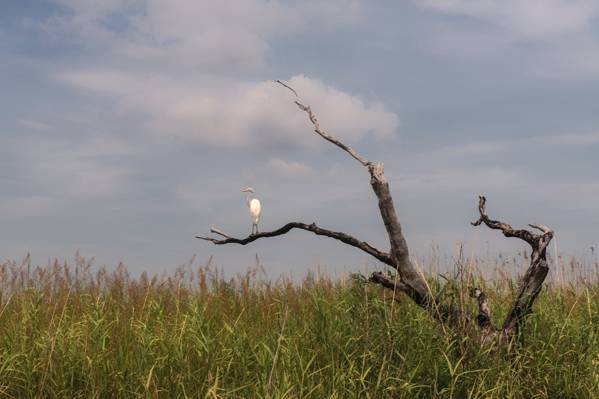 白色长喙鸟在绿草场的光秃秃的树上高清壁纸