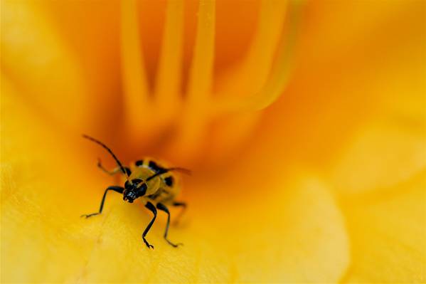 黄色的花瓣高清壁纸中的昆虫的黄色掀动转移镜头摄影