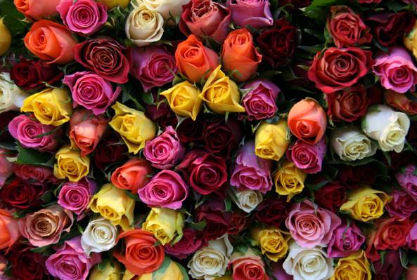 鲜花,花束,美丽,百万玫瑰,花蕾,玫瑰,花卉