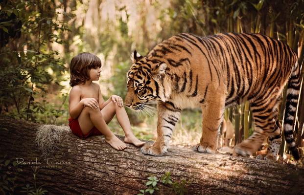 男孩,树干,老虎,树,Mowgli,性质,日志,捕食者,孩子,动物