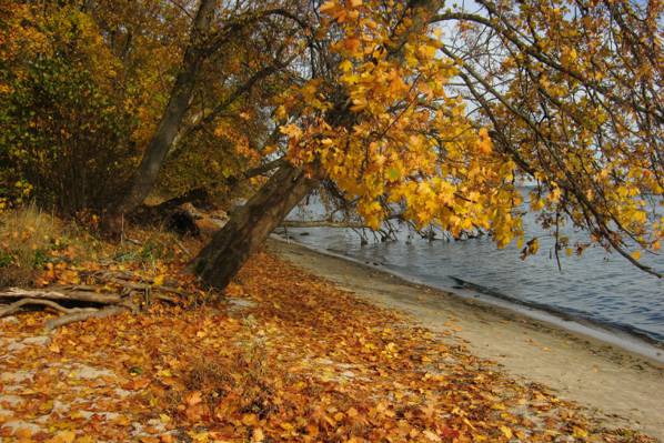 秋天,波兰,性质,照片,河,叶子