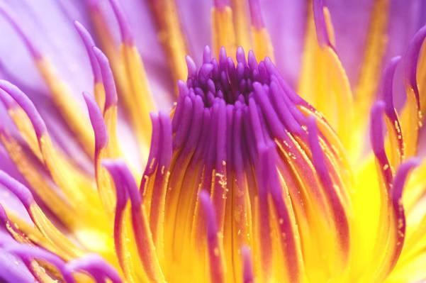 紫色和黄色特写照片petaled花HD墙纸