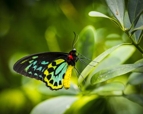 马达加斯加日落蛾蝴蝶栖息在绿色的叶子,birdwing高清壁纸