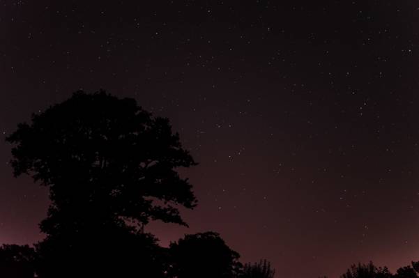 晚上,树木,空间,星星