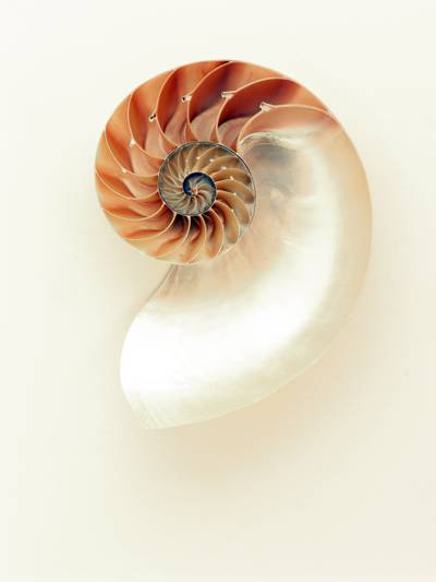 白色和橙色鹦鹉螺有孔的外壳高清壁纸