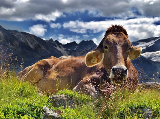 棕色的牛躺在蓝色的天空下的绿色草地上高清壁纸