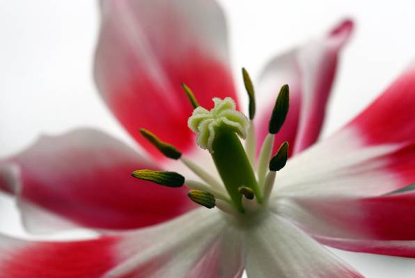 关闭红色和白色pledled花,郁金香高清壁纸的照片
