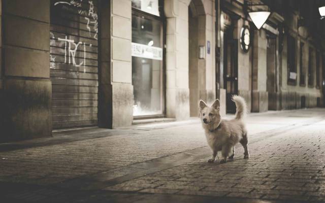 狗,漫步在城市,小狗,黑色和白色,桥,夜晚的城市,单色