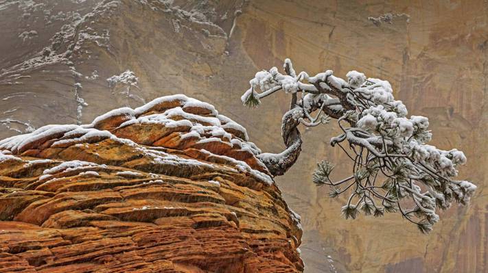 树,岩石,锡安国家公园,雪,犹他州,美国